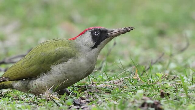 Slow motion 4K movie of an european green woodpecker,Picus Viridis, search for food through the dry leaves and fresh green grass on the ground in spring season.