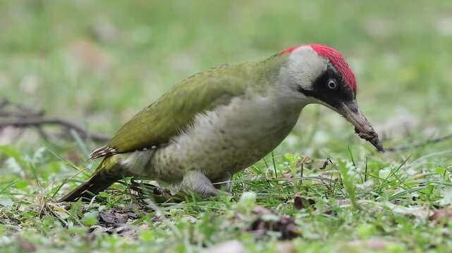 Slow motion 4K movie of an european green woodpecker,Picus Viridis, search for food through the dry leaves and fresh green grass on the ground in spring season.