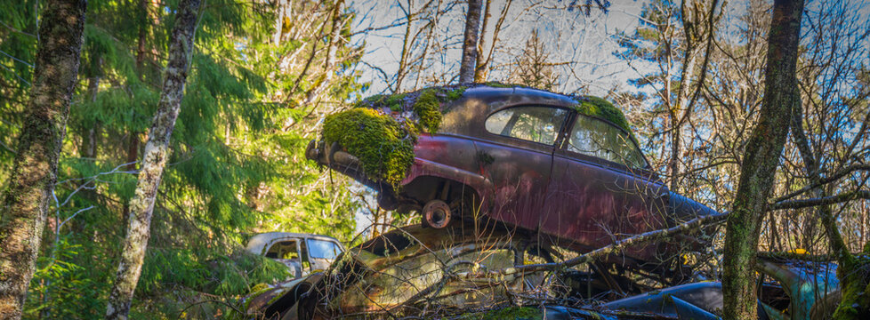 Abandoned cars submerged in forest swamp overtaken by nature