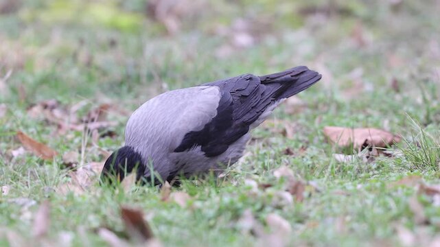 Slow motion 4K movie of an Hooded crow, Corvus cornix look very carefully and searching food through the dry leaves and fresh green grass on the ground in spring season.