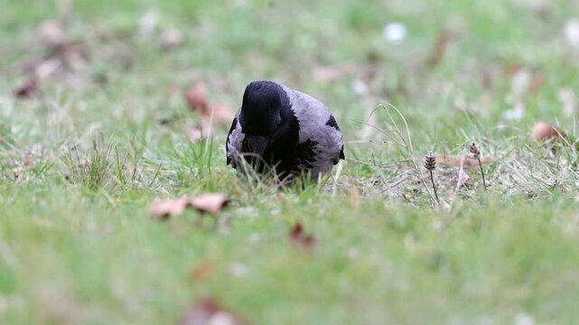 Slow motion 4K movie of an Hooded crow, Corvus cornix look very carefully and searching food through the dry leaves and fresh green grass on the ground in spring season.