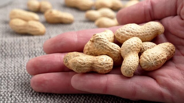 A handful of roasted unshelled peanuts in the palm of the hand close up on a table with a rough jute tablecloth