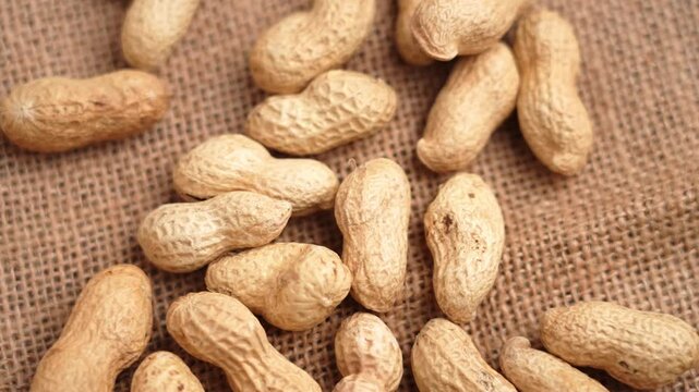 Roasted unshelled peanuts on rough burlap cloth falling in slow motion. Organic nutritious snack. Top view