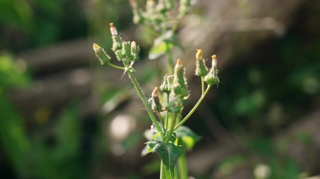 Close-up of Perennial Sowthistle (Sonchus arvensis) buds. Blooming common wild herb swaying in the wind