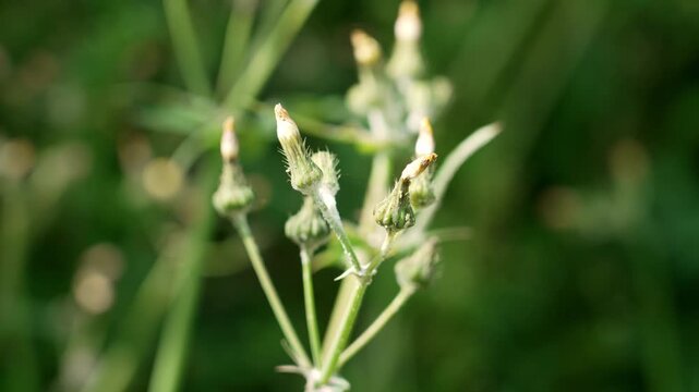 Closed flower buds of Common Sowthistle (Sonchus oleraceus) plant in the field close up