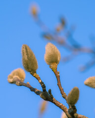 Fototapeta premium Quiet moment of spring captured in a single magnolia bud before awakening