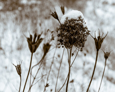 Macro photography of dried allium seed heads covered with fresh winter snow 