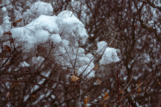 Delicate fluffy panicles of a wild cotinus catching fresh cold snowfall 