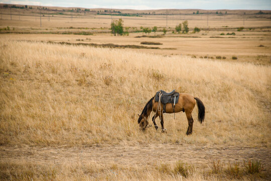 saddled brown horse grazes in the dry fields near Karaganda. Ideal for travel articles about Kazakhstan, equestrian blogs, or rural life features. This shot captures a quiet moment in the steppe