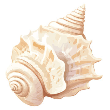 simple vector knobbed whelk clipart illustration white background vector art style simple design flat illustration no shadows