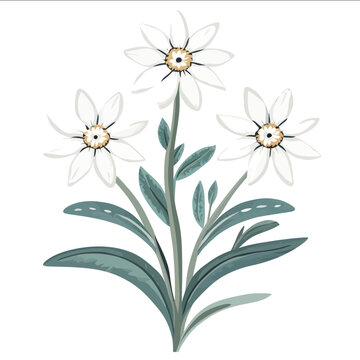 simple vector edelweiss clipart illustration white background vector art style simple design flat illustration no shadows