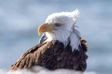 Fototapeta premium Windblown Mature Bald Eagle on the Homer Spit and Kachemak Bay, Alaska United States