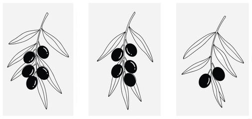 Olive branch set with black olives minimal botanical hand drawn line art vector illustration collection isolated © Honey!