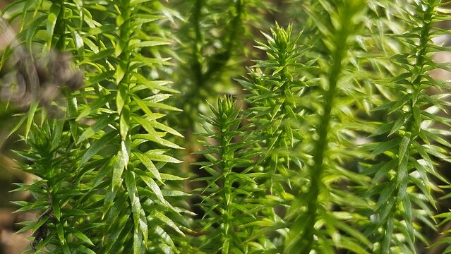 Clubmoss Lycopodium clavatum macro green forest plant natural background