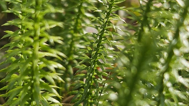 Clubmoss Lycopodium clavatum macro green forest plant natural background