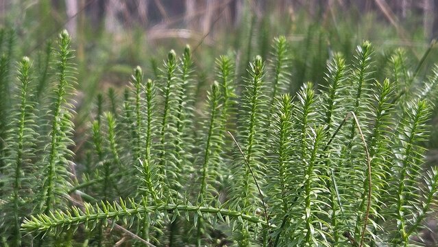Clubmoss Lycopodium clavatum macro green forest plant natural background