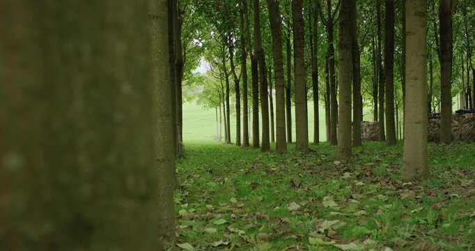 Perspective view through a row of deciduous trees in a green forest with autumn leaves on the ground