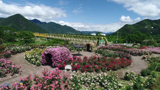高度10mから望むさかき千曲川バラ公園と大望橋