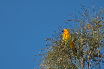 aves mexicanas © juanalava