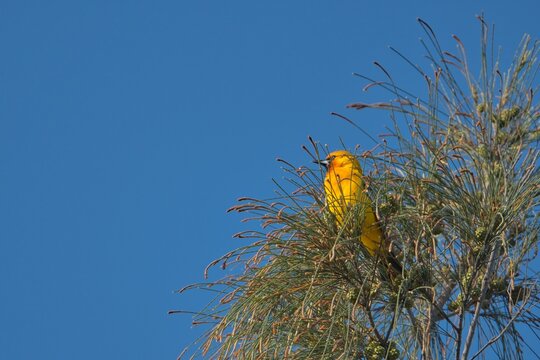 aves mexicanas