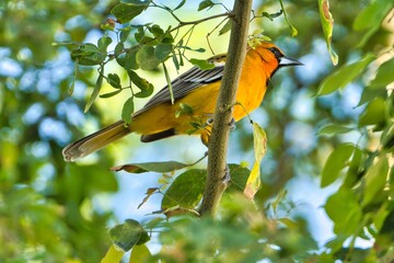 aves mexicanas © juanalava