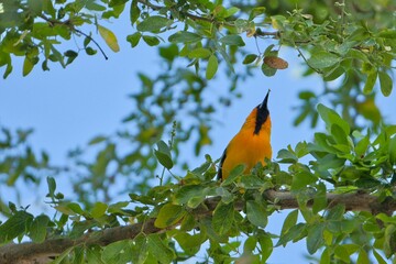 aves mexicanas © juanalava