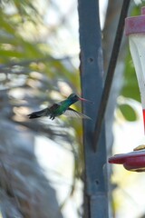 aves mexicanas © juanalava