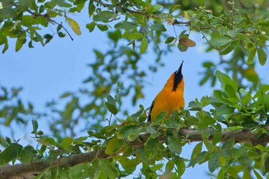 aves mexicanas