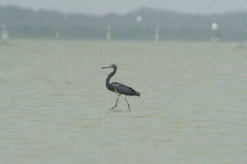 aves mexicanas © juanalava
