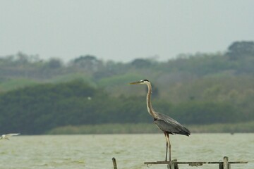 aves mexicanas © juanalava