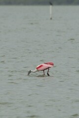 aves mexicanas © juanalava