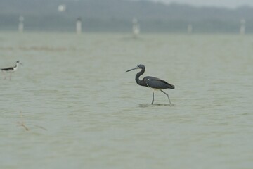 aves mexicanas © juanalava