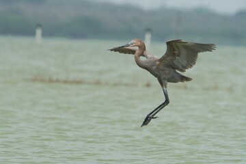 aves mexicanas © juanalava