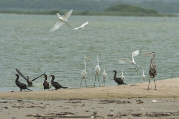 aves mexicanas © juanalava