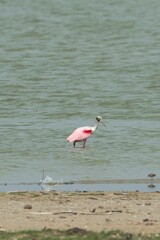 aves mexicanas © juanalava