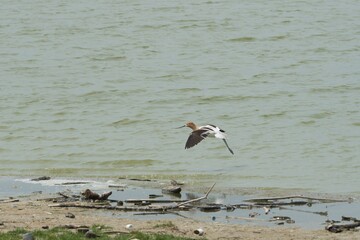 aves mexicanas © juanalava