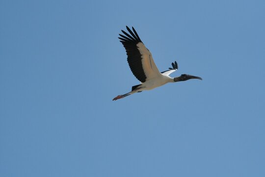 aves mexicanas