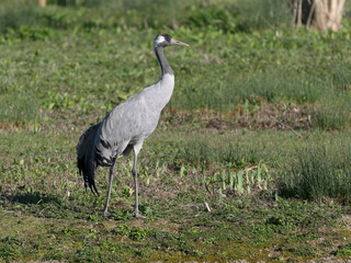 Fototapeta premium Common crane, Grus grus