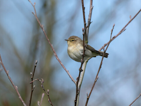 Chiffchaff, Phylloscopus collybita