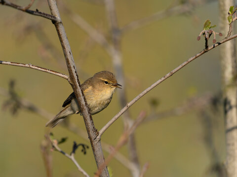 Chiffchaff, Phylloscopus collybita