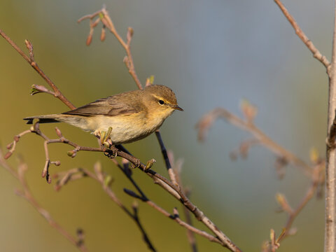 Chiffchaff, Phylloscopus collybita