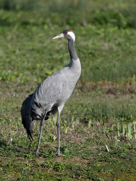 Common crane, Grus grus