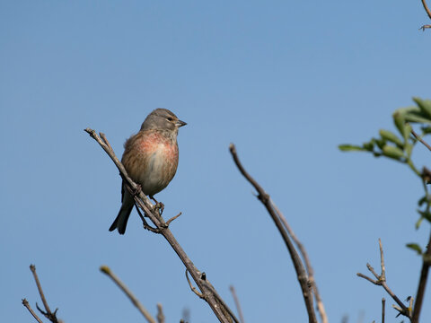 Linnet, Linaria cannabina,