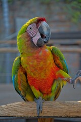 aves mexicanas © juanalava