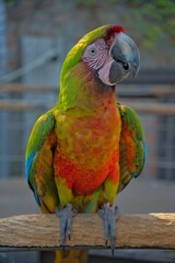 aves mexicanas © juanalava