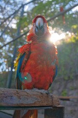 aves mexicanas © juanalava