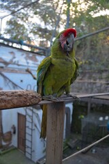 aves mexicanas © juanalava