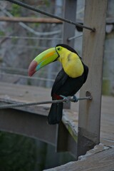 aves mexicanas © juanalava