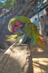 aves mexicanas © juanalava