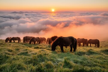 Fototapeta premium Herd of wild horses grazing in a misty meadow at sunrise above a sea of clouds